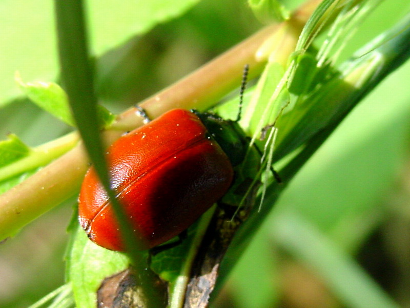 Chrysomela populi (Red Poplar Leaf Beetle) {!--사시나무잎벌레-->; DISPLAY FULL IMAGE.