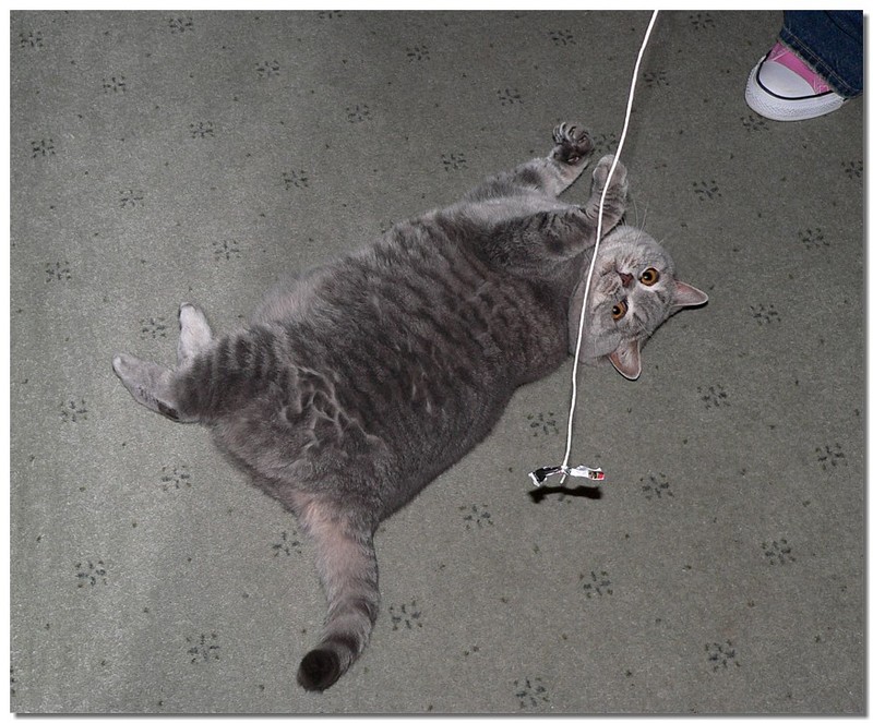 Toby and her string; DISPLAY FULL IMAGE.