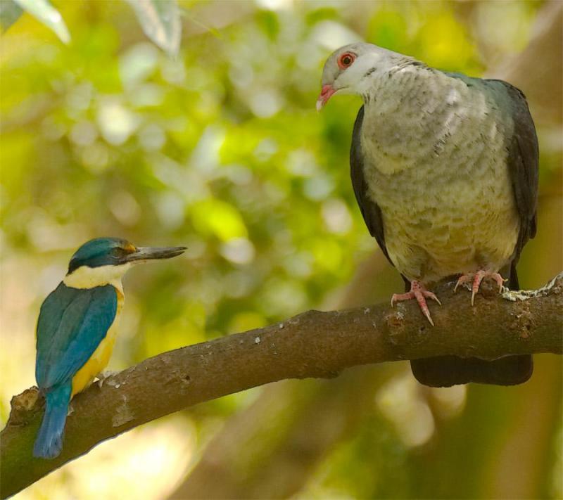 A sacred kingfisher {!--쌍투스물총새--> confronts a bronzewing pigeon. The pigeon left; DISPLAY FULL IMAGE.