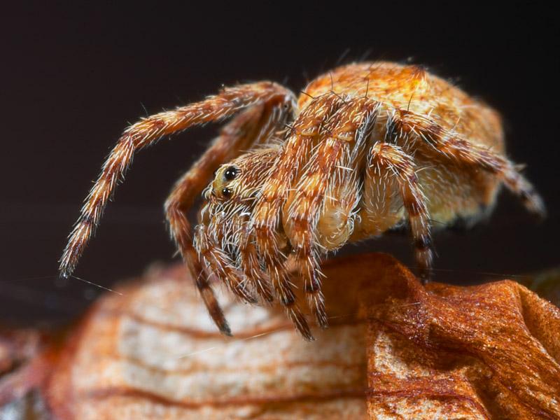 Aussie Spider; DISPLAY FULL IMAGE.