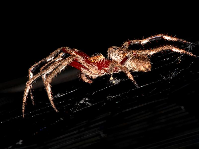 Aussie Spider; DISPLAY FULL IMAGE.