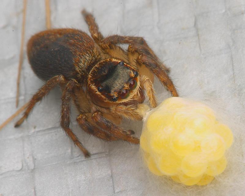Aussie Spider; DISPLAY FULL IMAGE.