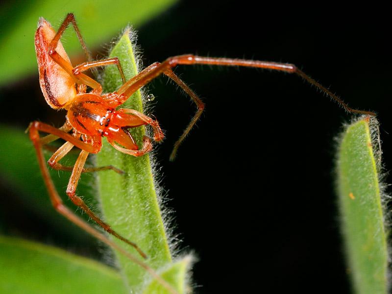 Aussie Spider; DISPLAY FULL IMAGE.