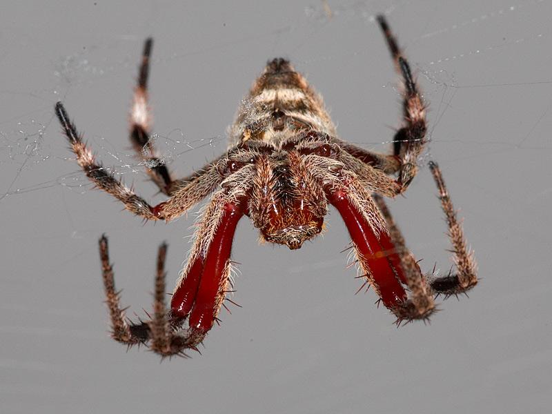 Aussie Spider; DISPLAY FULL IMAGE.