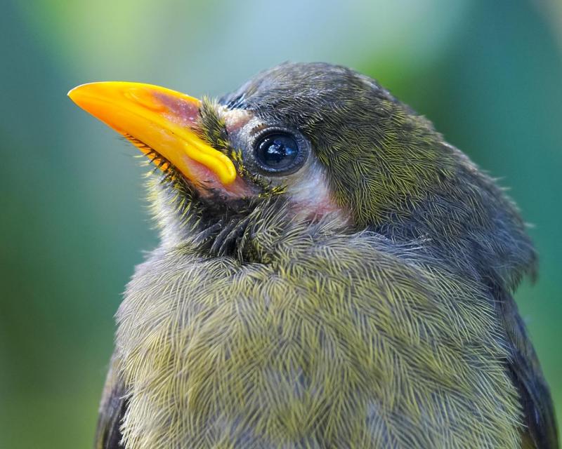 Bell miner chick; DISPLAY FULL IMAGE.