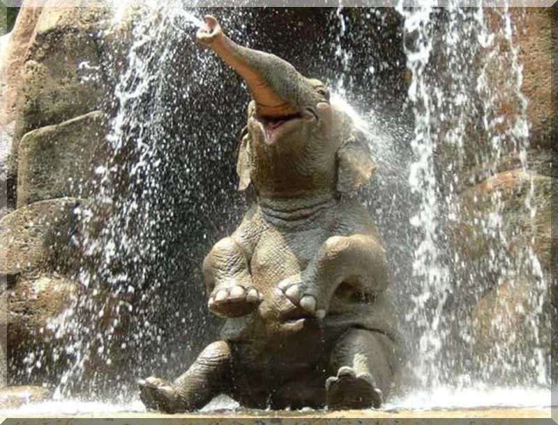 Elephant Shower; DISPLAY FULL IMAGE.