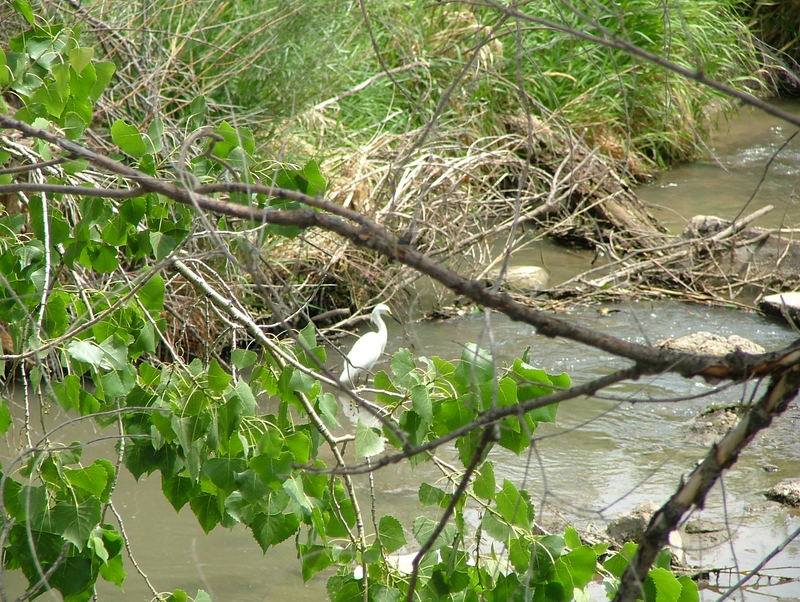 Snowy Egret; DISPLAY FULL IMAGE.