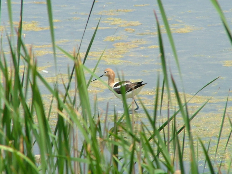 Avocet; DISPLAY FULL IMAGE.
