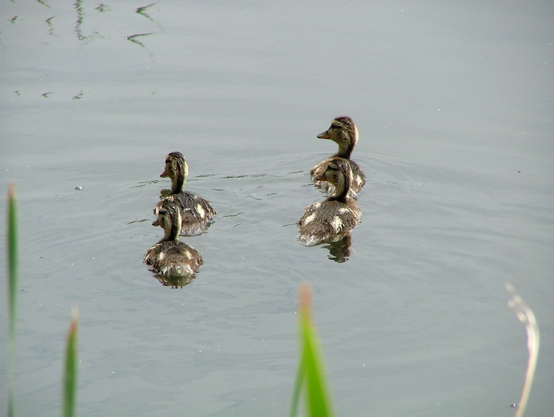 Four siblings; DISPLAY FULL IMAGE.