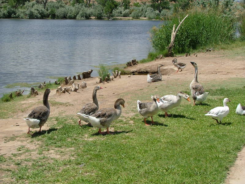 Locals at Corn Lake; DISPLAY FULL IMAGE.