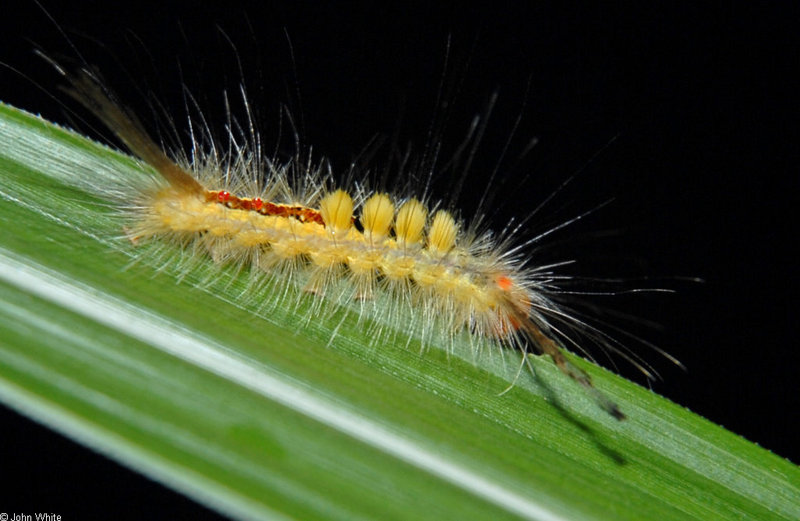 White-Marked Tussock Moth (Orgyia leucostigma) 1; DISPLAY FULL IMAGE.