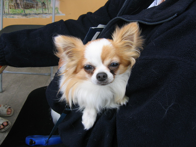 Dog; DISPLAY FULL IMAGE.