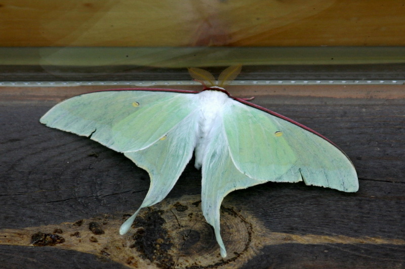 Actias gnoma (long-tailed greenish silk moth) {!--옥색긴꼬리산누에나방-->; DISPLAY FULL IMAGE.