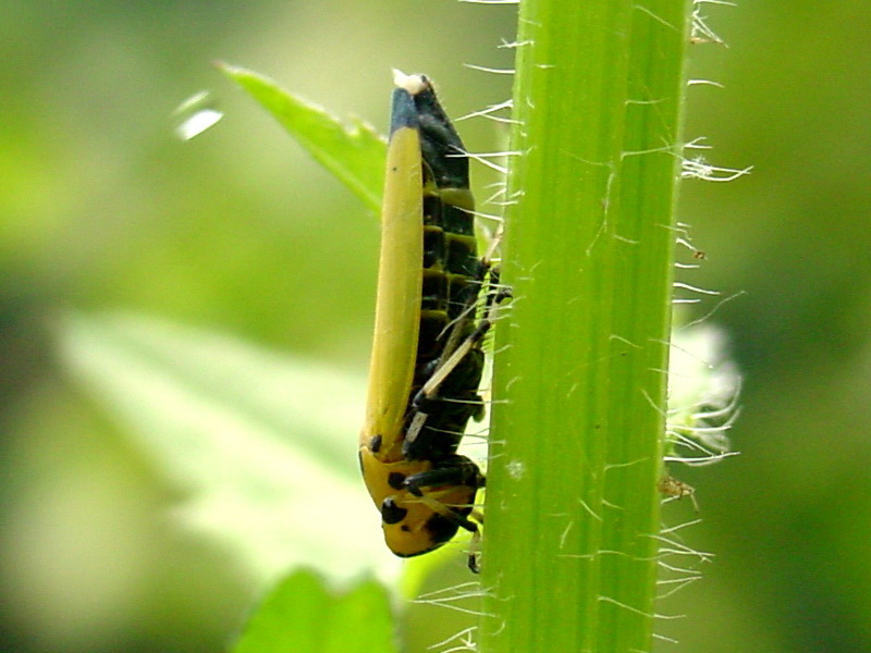 Bothrogonia japonica (Black-tipped leafhopper) {!--끝검은말매미충-->; DISPLAY FULL IMAGE.