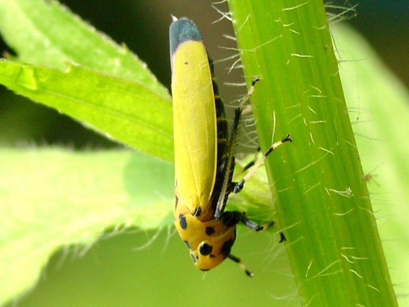 Bothrogonia japonica (Black-tipped leafhopper) {!--끝검은말매미충-->; DISPLAY FULL IMAGE.