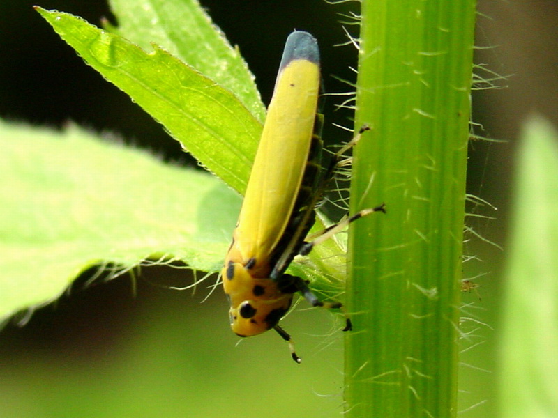 Bothrogonia japonica (Black-tipped leafhopper) {!--끝검은말매미충-->; DISPLAY FULL IMAGE.