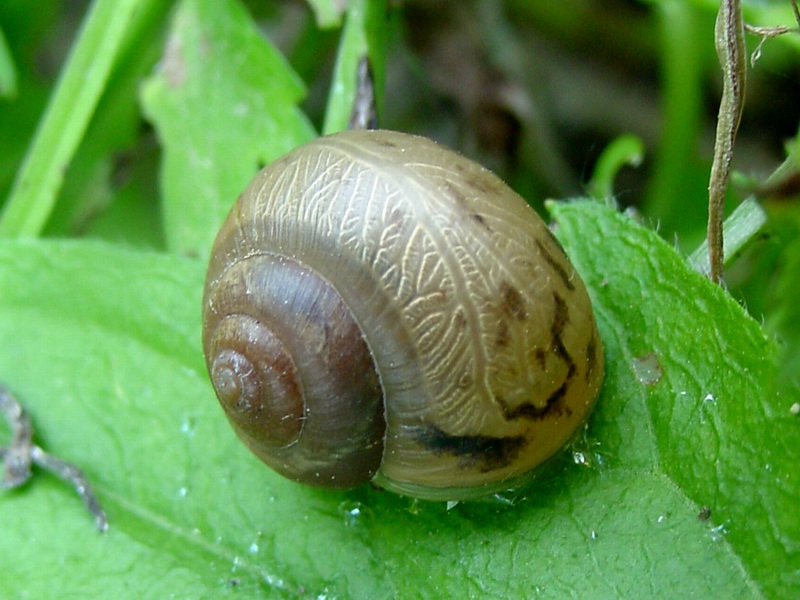 Round Snail resting on leaf {!--달팽이-->; DISPLAY FULL IMAGE.