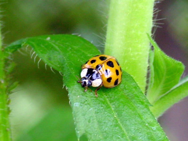Ladybug; DISPLAY FULL IMAGE.