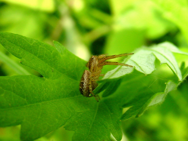 Cute Small Spider on Leaf {!--풀잎위의 작은 거미-->; DISPLAY FULL IMAGE.