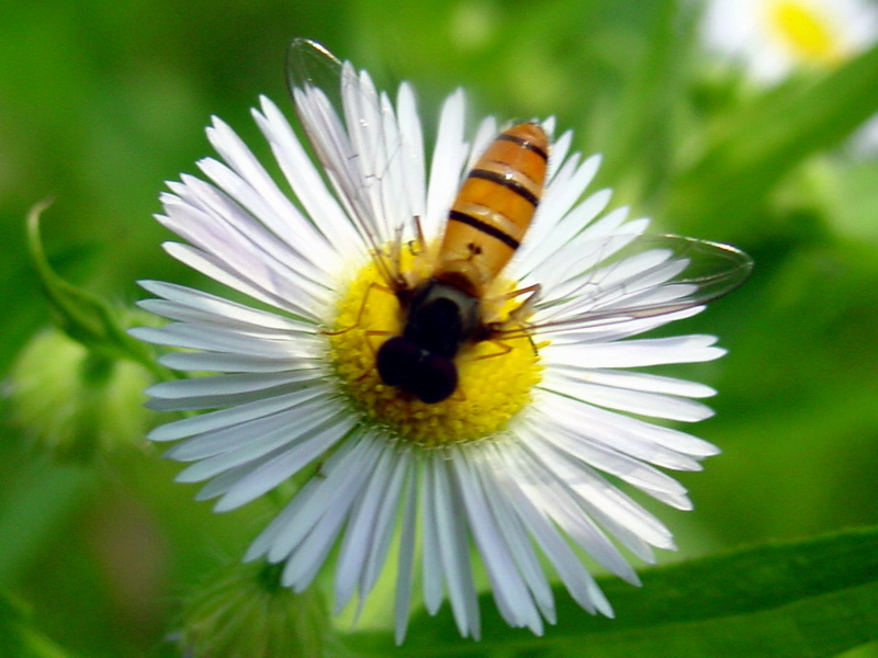 Episyrphus balteatus (Marmelade hoverfly) {!--호리꽃등에-->; DISPLAY FULL IMAGE.