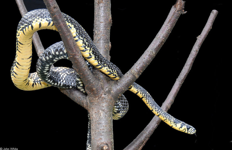 Snake with Attitude - Tiger Rat Snake (Spilotes pullatus)301; DISPLAY FULL IMAGE.