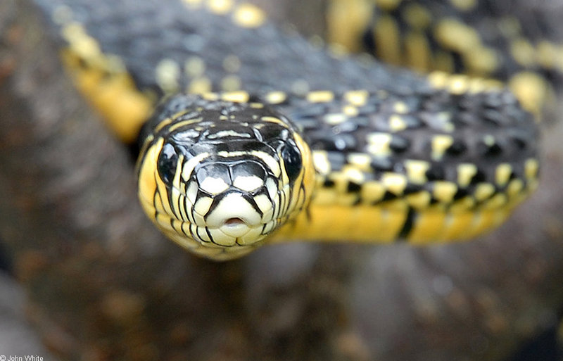 Snake with Attitude - Tiger Rat Snake (Spilotes pullatus)302; DISPLAY FULL IMAGE.