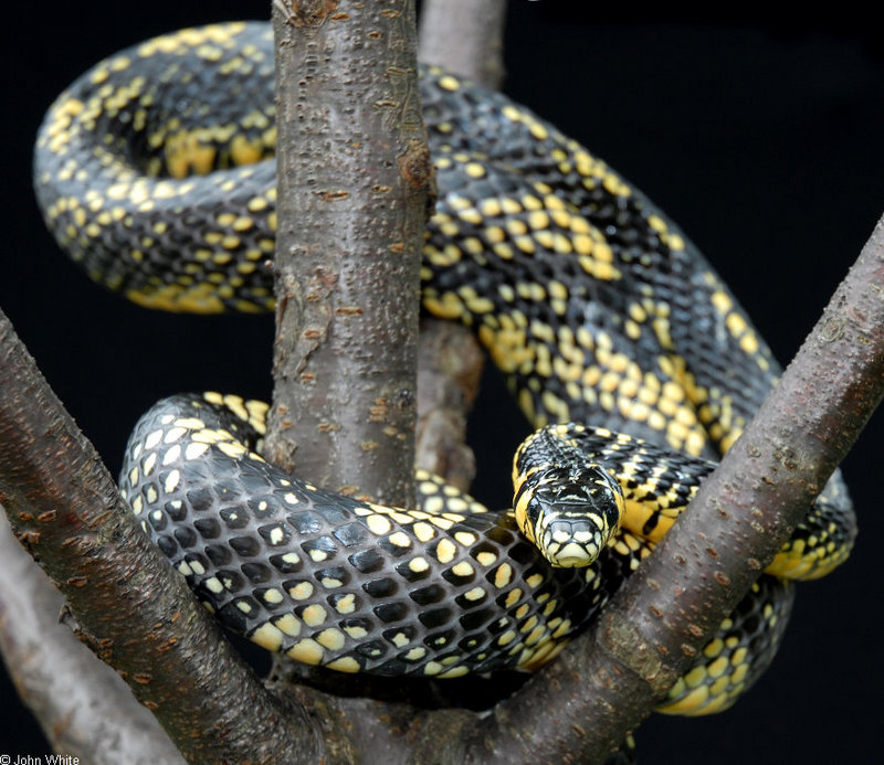Snake with Attitude - Tiger Rat Snake (Spilotes pullatus)306; DISPLAY FULL IMAGE.
