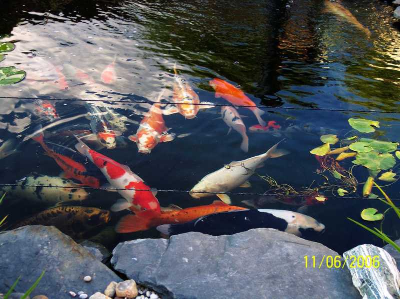 Koi Carp; DISPLAY FULL IMAGE.