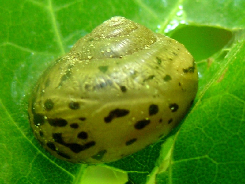 Round Snail resting on leaf {!--달팽이-->; DISPLAY FULL IMAGE.