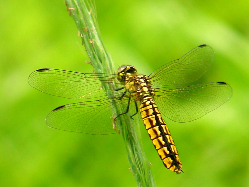 Lyriothemis pachygastra (Wide-bellied Skimmer / female) {!--배치레잠자리-->; DISPLAY FULL IMAGE.