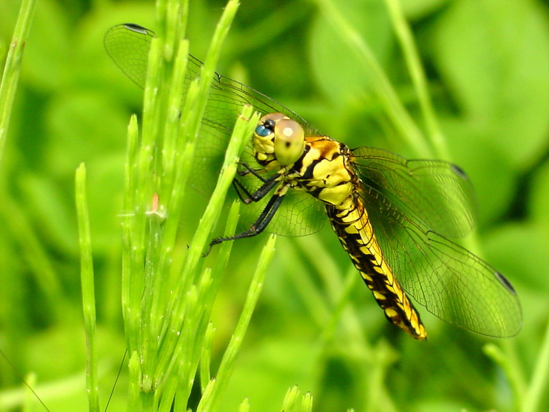 Lyriothemis pachygastra (Wide-bellied Skimmer / female) {!--배치레잠자리-->; DISPLAY FULL IMAGE.