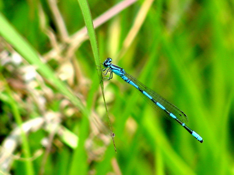 Coenagrion lanceolatum (Damselfly) {!--북방실잠자리-->; DISPLAY FULL IMAGE.
