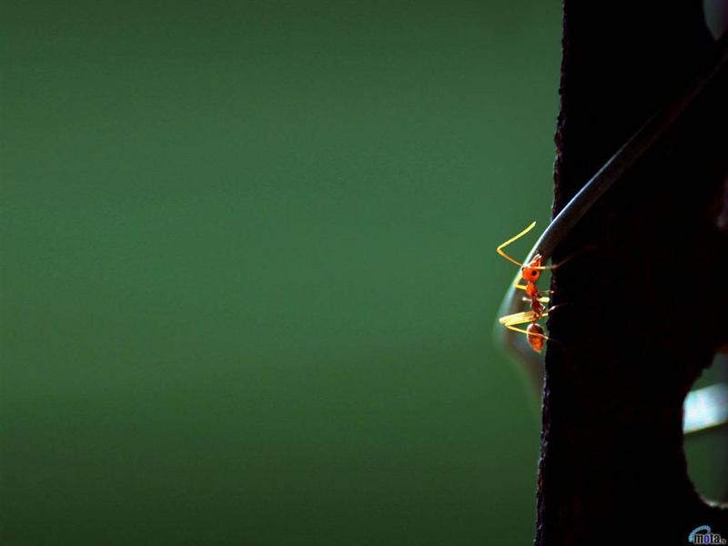 red ant; DISPLAY FULL IMAGE.
