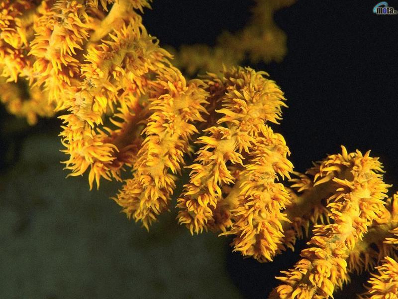 coral; DISPLAY FULL IMAGE.
