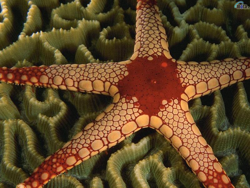 Sea Star; DISPLAY FULL IMAGE.