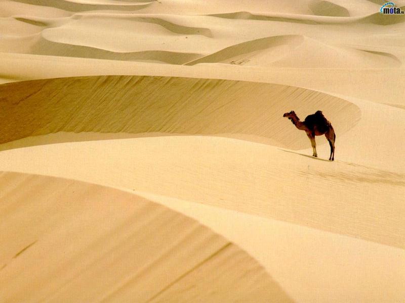 Camel; DISPLAY FULL IMAGE.