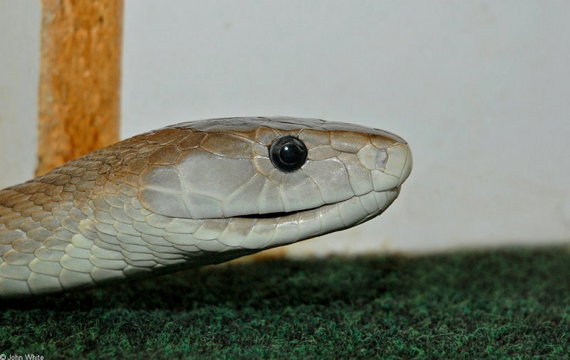 Some Snakes - Black Mamba (Dendroaspis polylepis); DISPLAY FULL IMAGE.