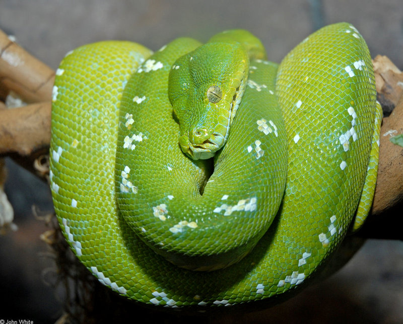 Some Snakes - Emerald Tree Boa (Corallus canina)35646; DISPLAY FULL IMAGE.