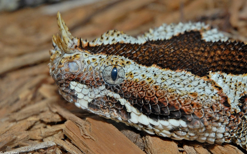 Some Snakes - Rhinoceros Viper (Bitis naricornis); DISPLAY FULL IMAGE.