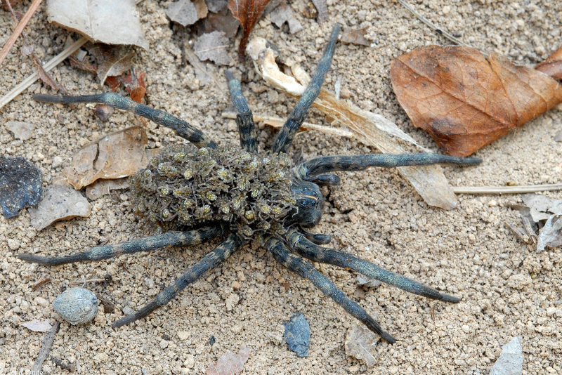Babies on Board - Carolina Wolf Spider (Lycosa carolinensis) with neonates 002; DISPLAY FULL IMAGE.