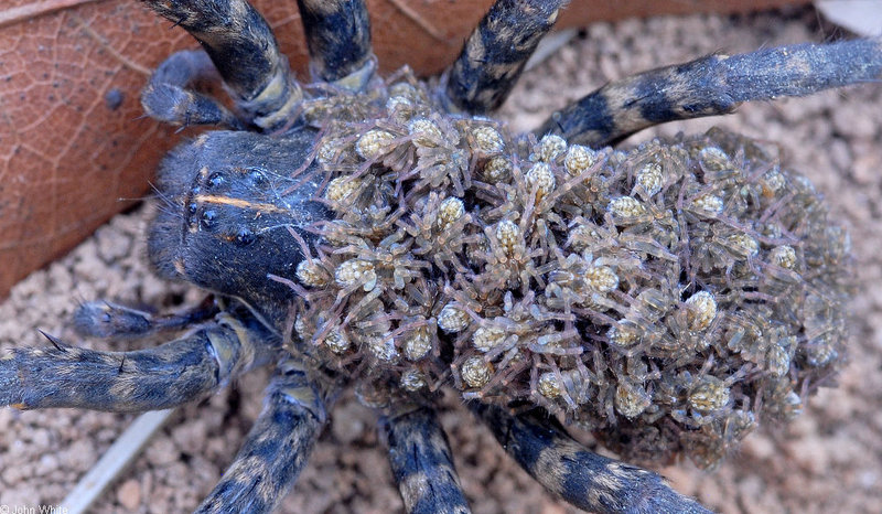 Babies on Board - Carolina Wolf Spider (Lycosa carolinensis) with neonates 003; DISPLAY FULL IMAGE.