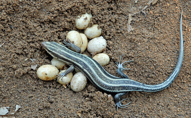 Expectant Mother - Five-lined Skink (Eumeces fasciatus) guarding eggs; DISPLAY FULL IMAGE.
