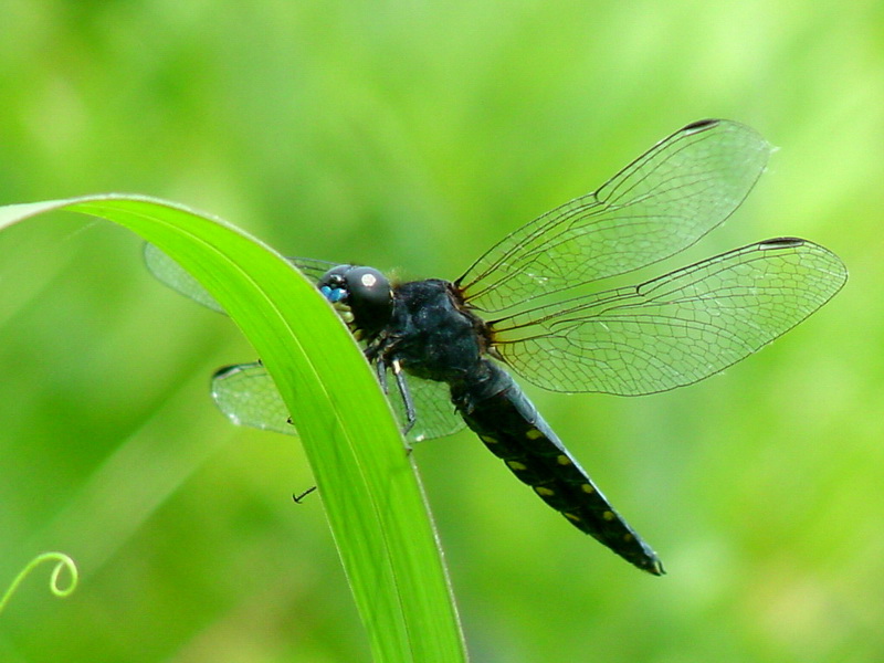 Lyriothemis pachygastra (Wide-bellied Skimmer) {!--배치레잠자리(수컷)-->; DISPLAY FULL IMAGE.