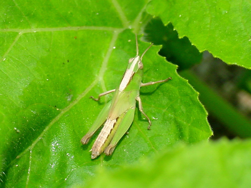 Young grasshopper; DISPLAY FULL IMAGE.