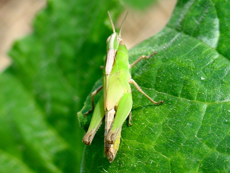 Young grasshopper; DISPLAY FULL IMAGE.