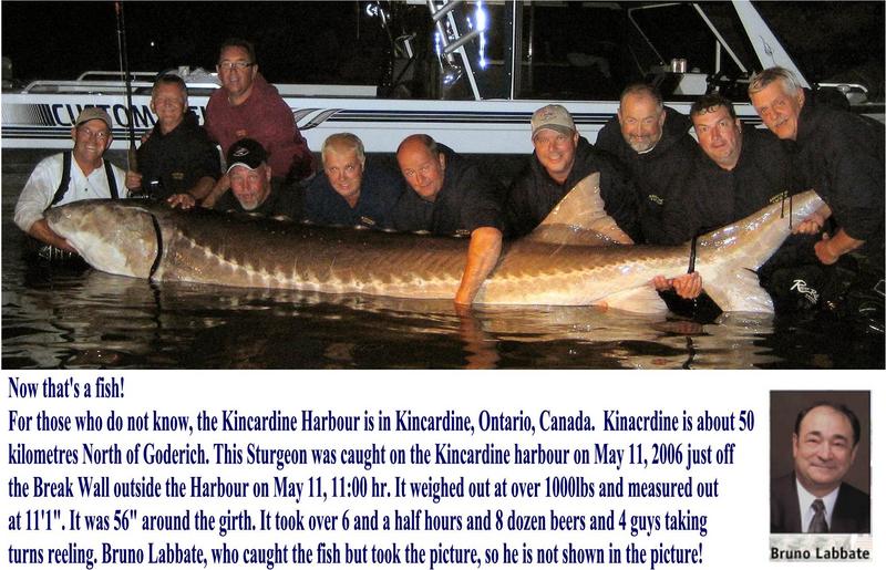 Big Fish - Sturgeon; DISPLAY FULL IMAGE.