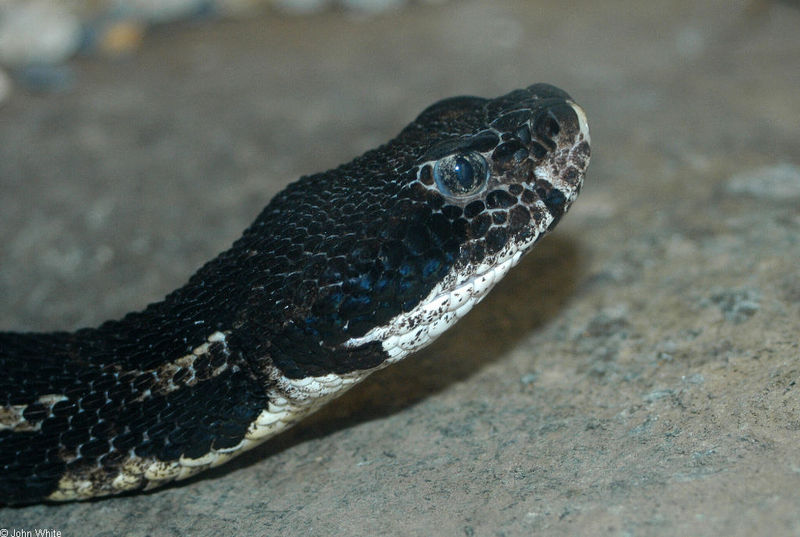 Timber Rattlesnake (Crotalus horridus horridus); DISPLAY FULL IMAGE.