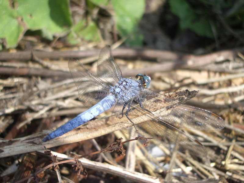 Orthetrum coerulescens; DISPLAY FULL IMAGE.