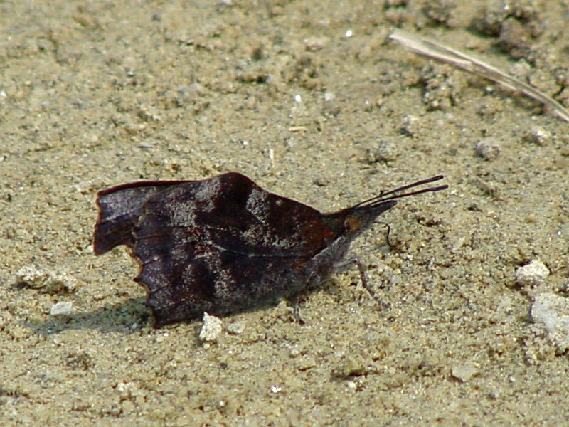 Libythea celtis (Nettle-tree Butterfly) {!--뿔나비-->; DISPLAY FULL IMAGE.