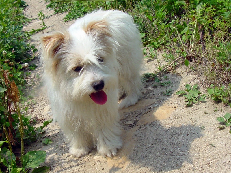 Cute Puppy; DISPLAY FULL IMAGE.